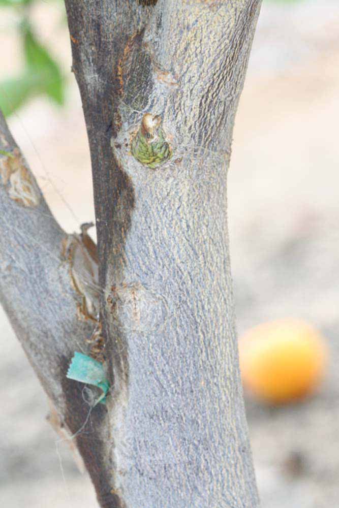            Bark (Riverside, CA)   